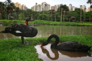 Veterinária descarta sinais de gripe aviária em cisne morto no Zoológico de Goiânia
