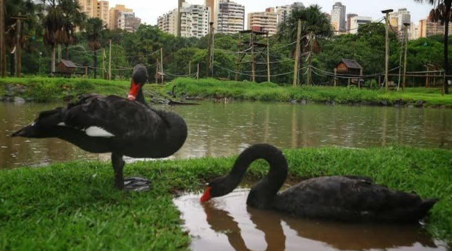 Veterinária descarta sinais de gripe aviária em cisne morto no Zoológico de Goiânia