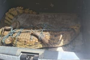 Jacaré de 2 metros é resgatado dentro do campus do Ifap em Macapá; é o 2º animal em 17 dias