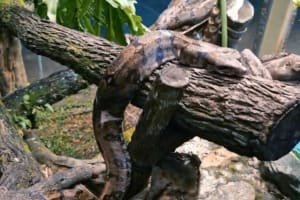 Zoológico de Goiânia ganha duas novas jiboias para exposição