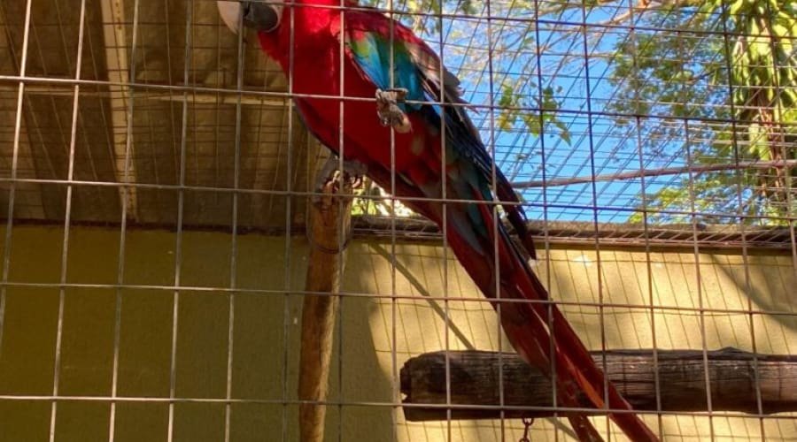 Zoológico de Goiânia lança votação para batizar animais