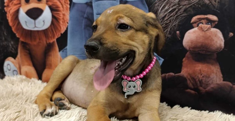 Prefeitura de Aparecida realiza evento de adoção de pets neste sábado, 09