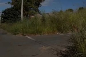População pede atenção para o Setor Campos Elíseos por conta do mato