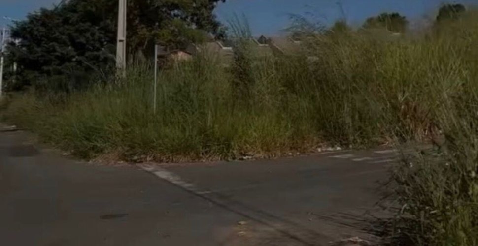 População pede atenção para o Setor Campos Elíseos por conta do mato