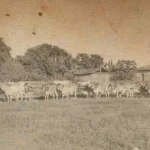 Aparecida de Goiânia: 104 anos de história, fé e desenvolvimento