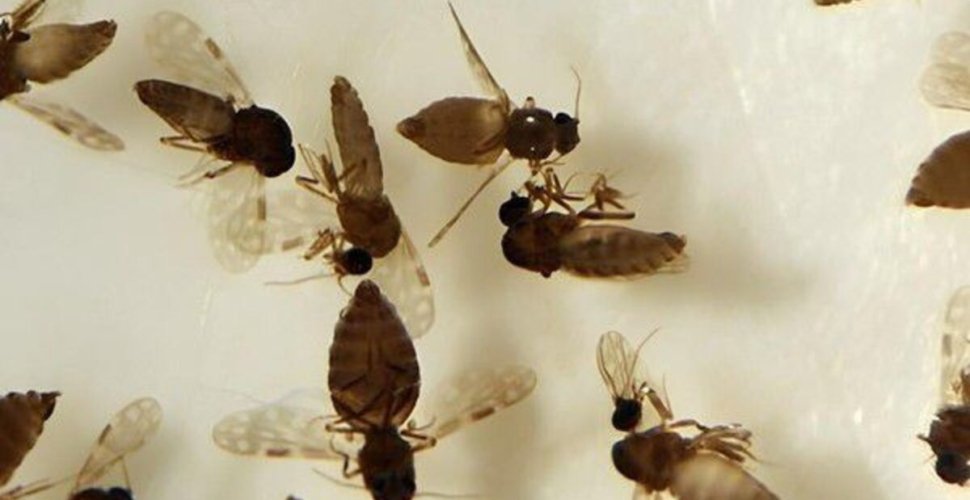 Febre Oropouche: Goiás confirma primeiro caso da doença