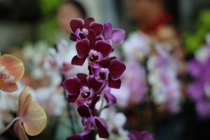 Feira de orquídeas anima Aparecida no Dia das Mães