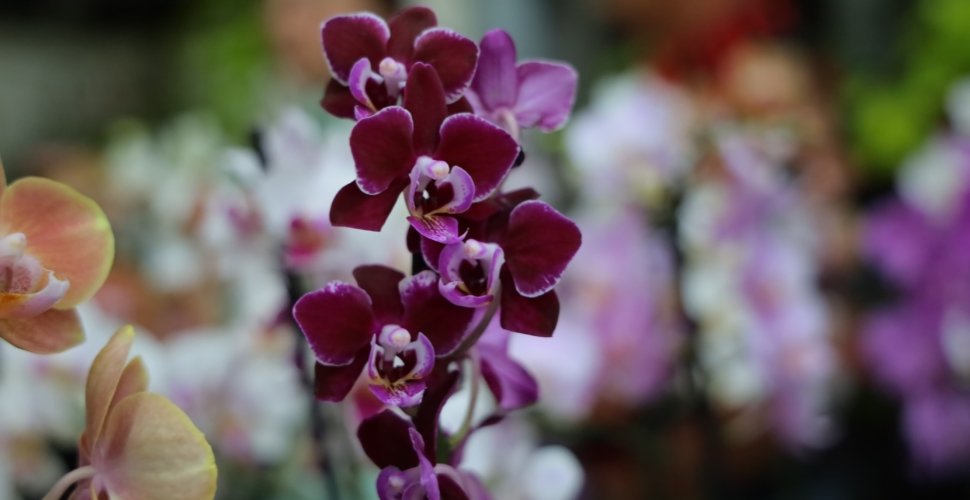 Feira de orquídeas anima Aparecida no Dia das Mães