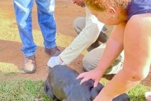 Aparecida realiza vacinação antirrábica rural para 1,2 mil animais