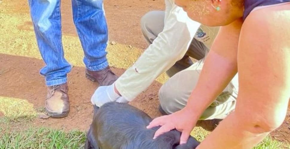 Aparecida realiza vacinação antirrábica rural para 1,2 mil animais