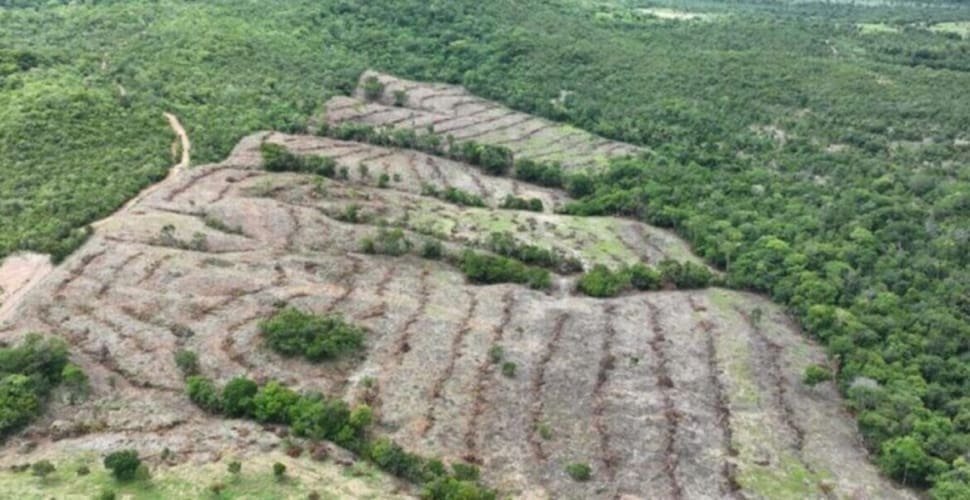 Desmatamento em Goiás cai 44%, aponta Mapbiomas