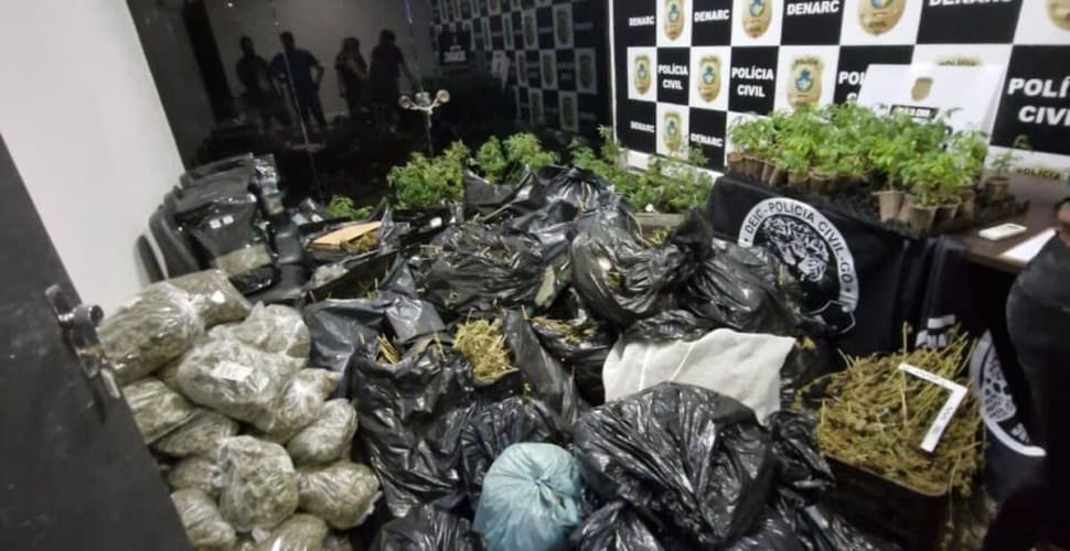 PCGO fecha laboratório de “supermaconha” e apreende R$ 2 mi em drogas