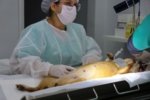 Aparecida leva Castramovel para a região da Vila Maria com 100 vagas gratuitas
