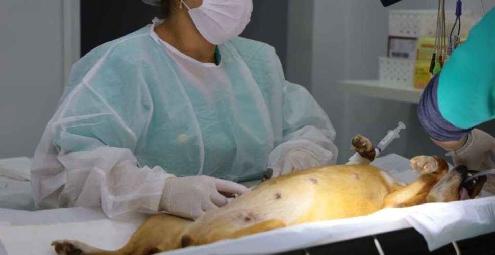 Aparecida leva Castramovel para a região da Vila Maria com 100 vagas gratuitas