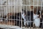Polícia Civil resgata animais vítimas de maus-tratos e prende suspeitos