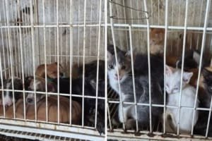 Polícia Civil resgata animais vítimas de maus-tratos e prende suspeitos