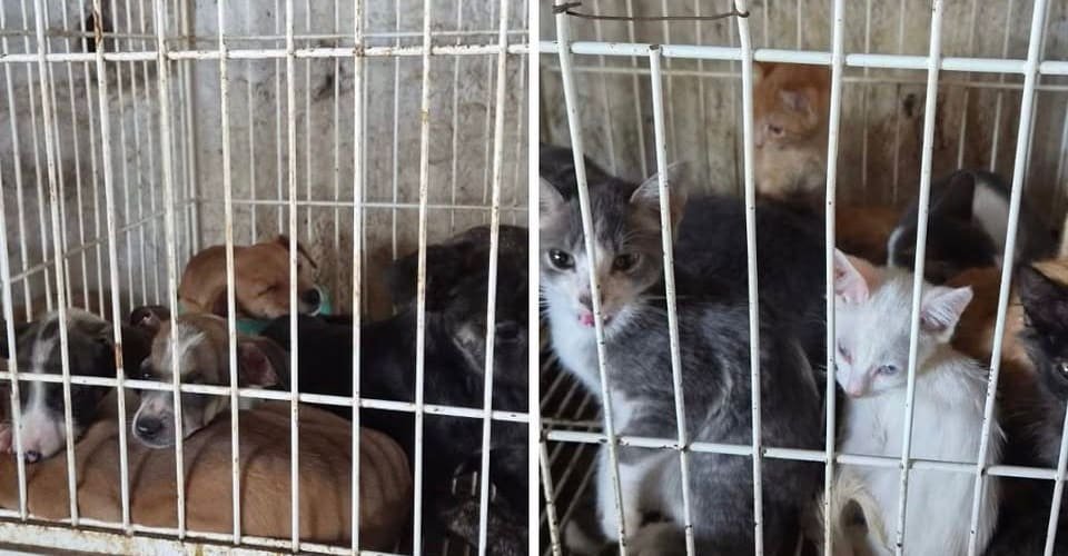 Polícia Civil resgata animais vítimas de maus-tratos e prende suspeitos