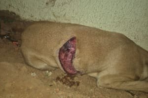 Semma resgata cadela ferida após denúncia de maus-tratos em Aparecida