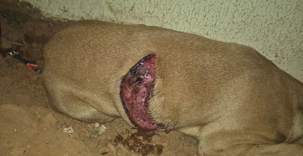Semma resgata cadela ferida após denúncia de maus-tratos em Aparecida