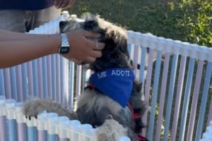 Aparecida promove 2ª feira de adoção de pets no Parque Municipal