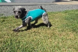 Aparecida promove adoção responsável de animais neste sábado (11)