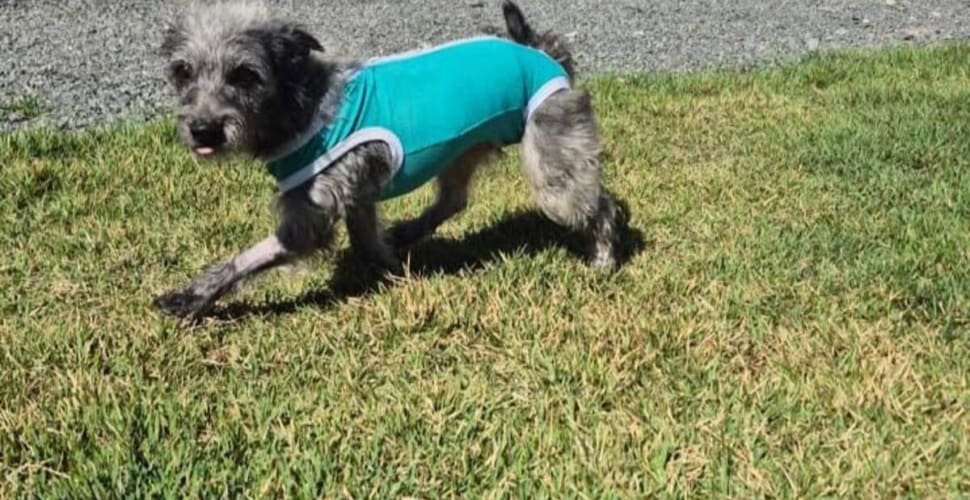 Aparecida promove adoção responsável de animais neste sábado (11)