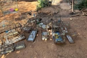 Após denúncia, Prefeitura de Aparecida apreende 20 aves silvestres