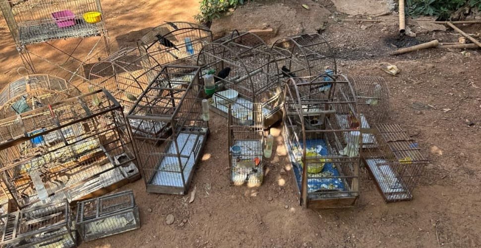 Após denúncia, Prefeitura de Aparecida apreende 20 aves silvestres
