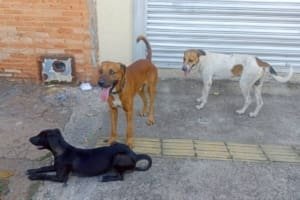 Castração gratuita em Goiânia terá 1,5 mil vagas para cães e gatos