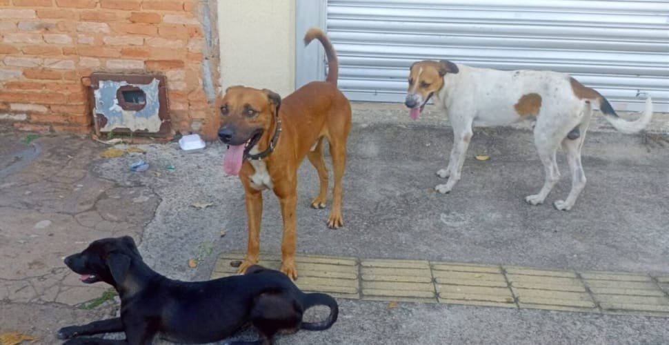 Castração gratuita em Goiânia terá 1,5 mil vagas para cães e gatos