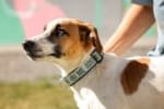 Prefeitura amplia ações do PATA com coleiras para animais comunitários