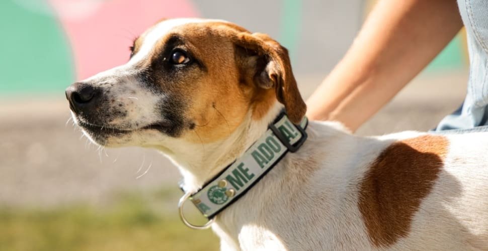 Prefeitura amplia ações do PATA com coleiras para animais comunitários