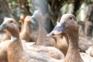 Sancionada lei que proibe produção e comercialização de fois gras