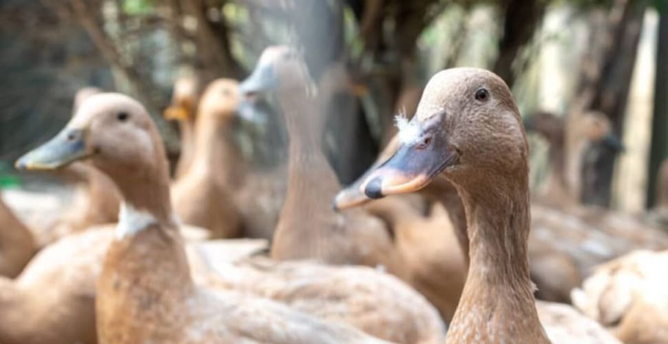 Sancionada lei que proibe produção e comercialização de fois gras
