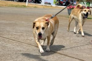 1º Circuito PATA reúne mil inscritos em corrida e caminhada pela causa animal neste sábado, 29