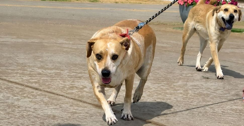1º Circuito PATA reúne mil inscritos em corrida e caminhada pela causa animal neste sábado, 29