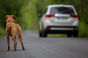 Câmara aprova suspensão da CNH por 18 meses por abandono de animais