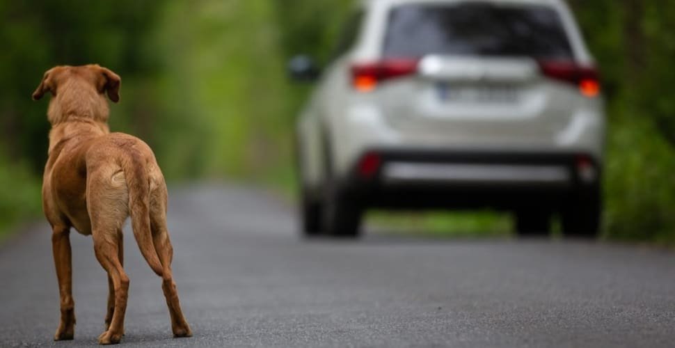 Câmara aprova suspensão da CNH por 18 meses por abandono de animais
