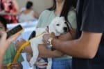 Prefeitura de Aparecida celebra um ano do “Deu Match Com Meu Pet” com 250 adoções