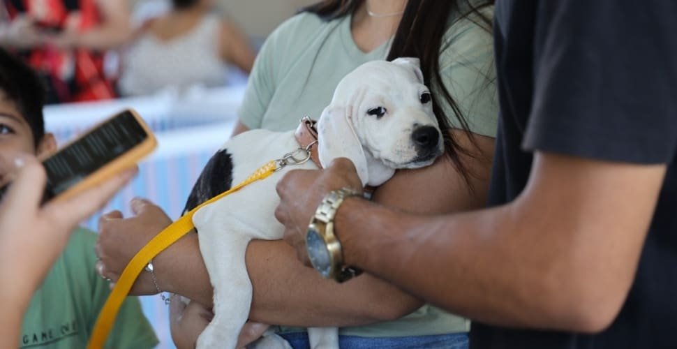 Prefeitura de Aparecida celebra um ano do “Deu Match Com Meu Pet” com 250 adoções