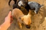 Prefeitura de Aparecida flagra abandono de seis cães; ato é crime
