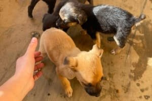Prefeitura de Aparecida flagra abandono de seis cães; ato é crime
