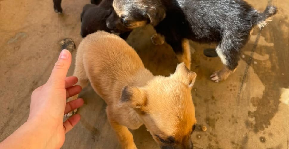 Prefeitura de Aparecida flagra abandono de seis cães; ato é crime