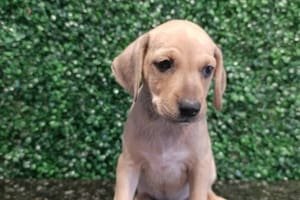 Prefeitura de Aparecida realiza edição especial de evento de adoção de pets