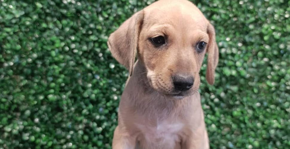 Prefeitura de Aparecida realiza edição especial de evento de adoção de pets