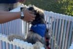 Parecida realiza feira de adoção de pets neste sábado, 15, no Parque Lafaiete