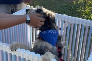 Parecida realiza feira de adoção de pets neste sábado, 15, no Parque Lafaiete