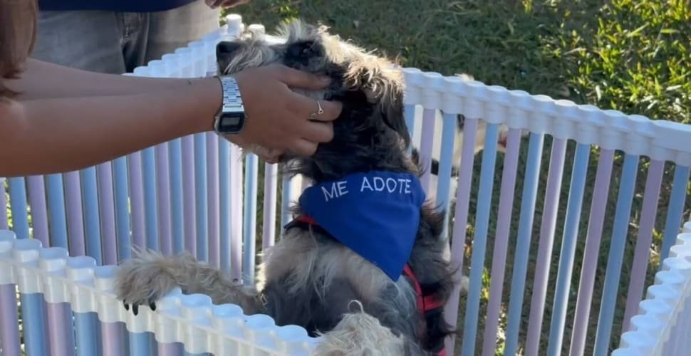 Parecida realiza feira de adoção de pets neste sábado, 15, no Parque Lafaiete