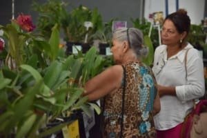 Exposição de orquídeas e rosas do deserto movimenta Aparecida no fim de semana