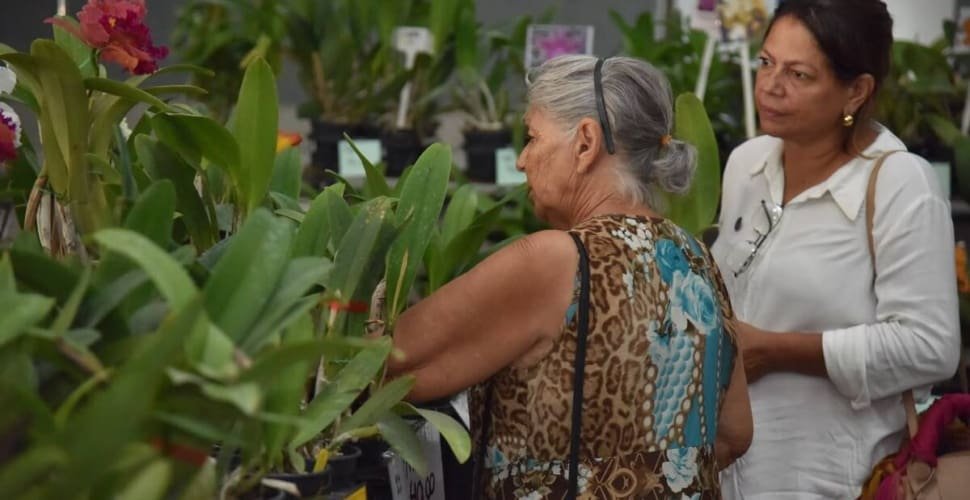 Exposição de orquídeas e rosas do deserto movimenta Aparecida no fim de semana